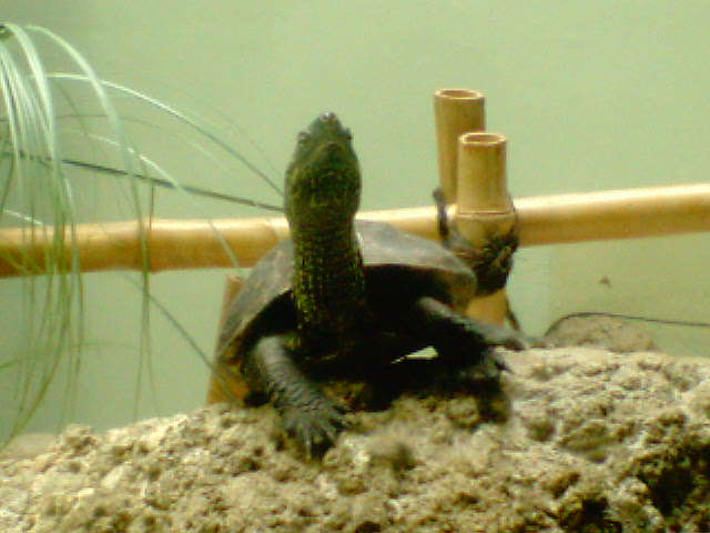 image/diarybyo-2006-07-03T02:16:07-1.jpg